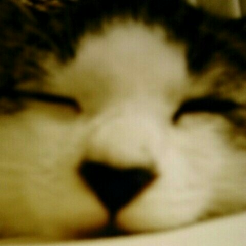 さと