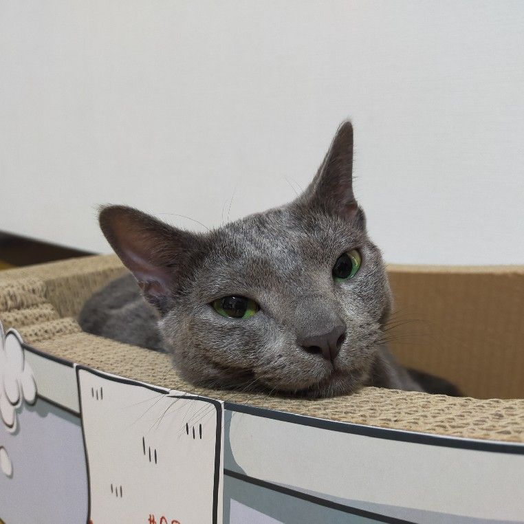 猫×3ママ