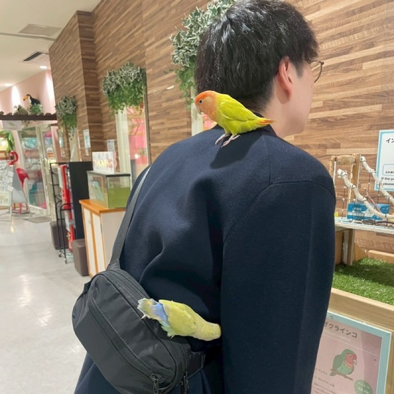 しば