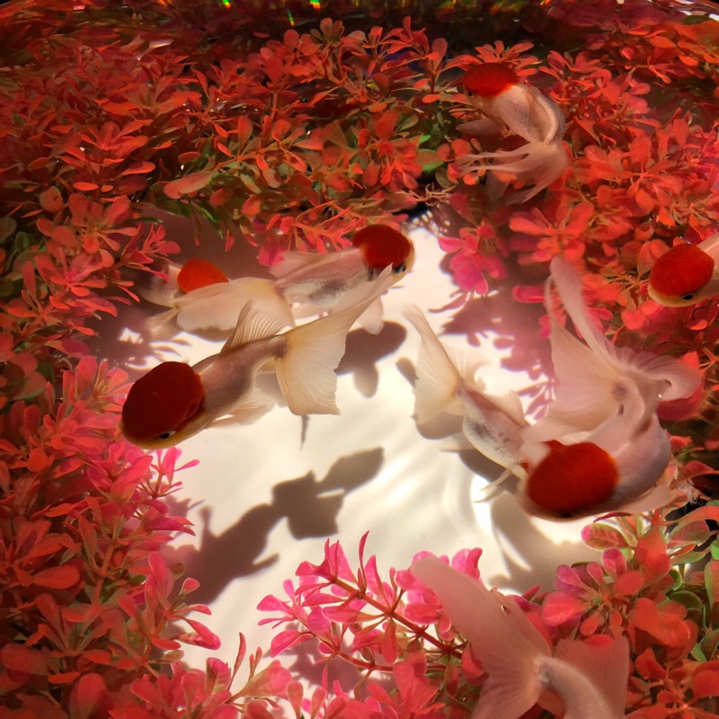 森秀子