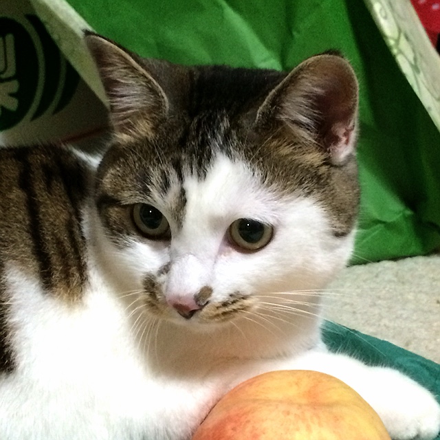 chiro