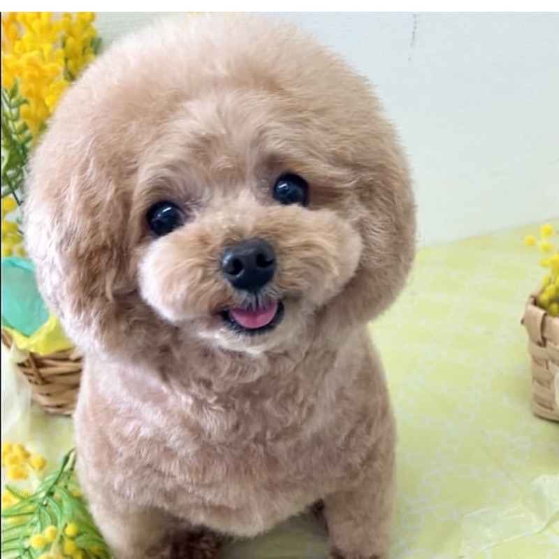 ともこ