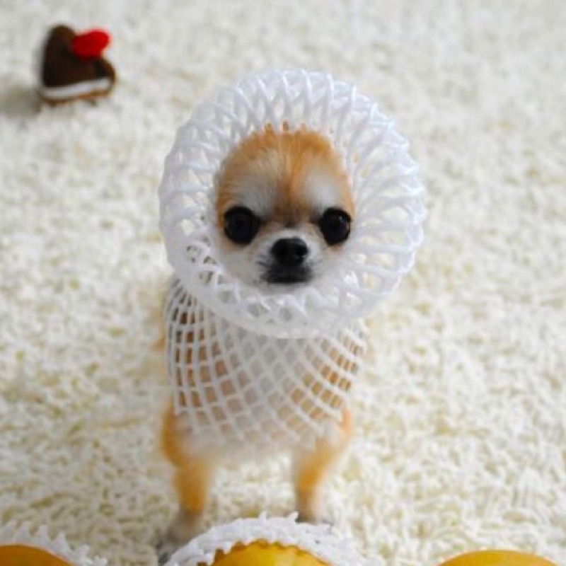 toshi