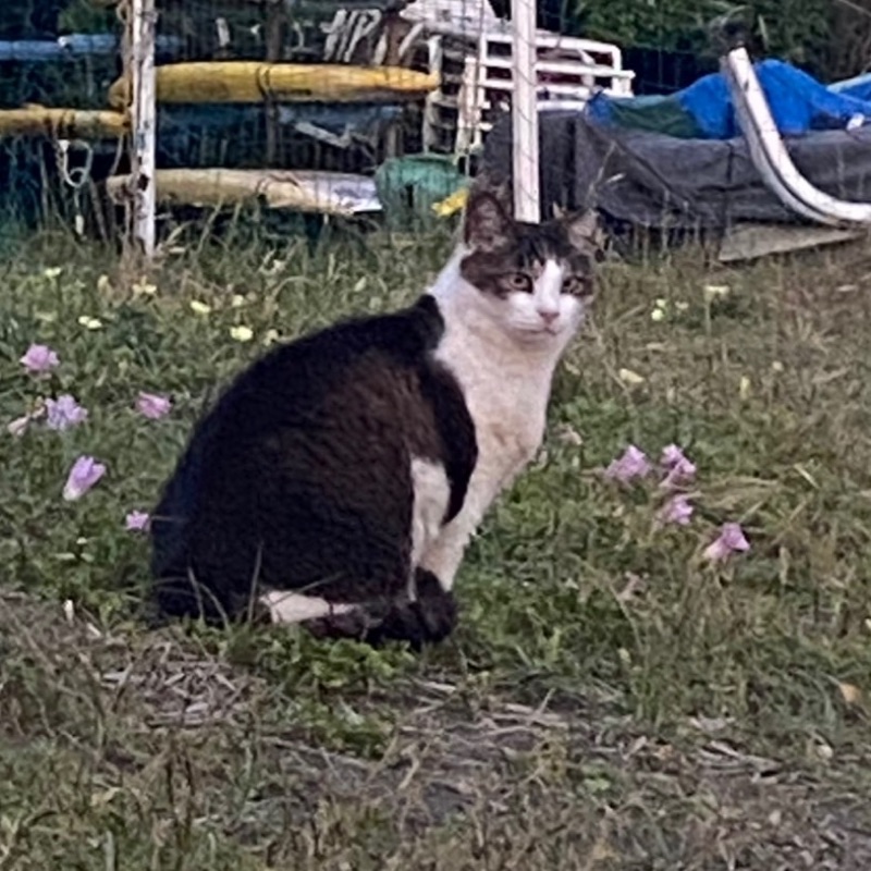 やすし
