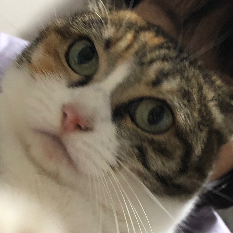 やすよ