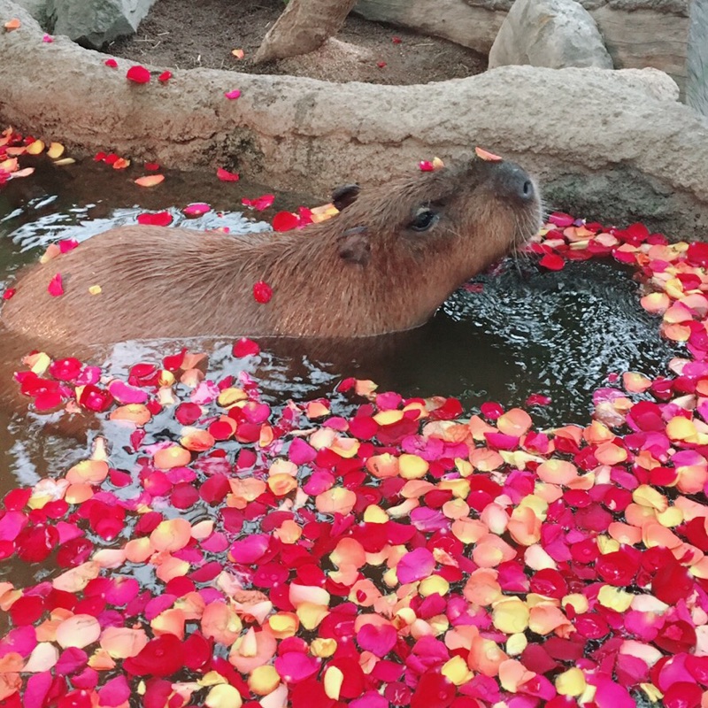 さおり