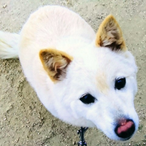 阿部朋美