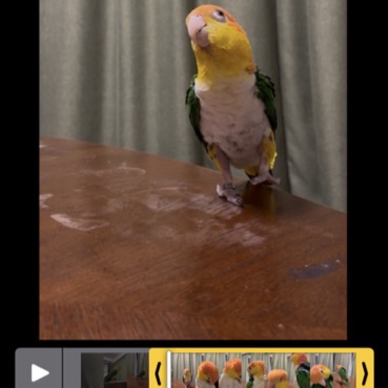 オカメインコ