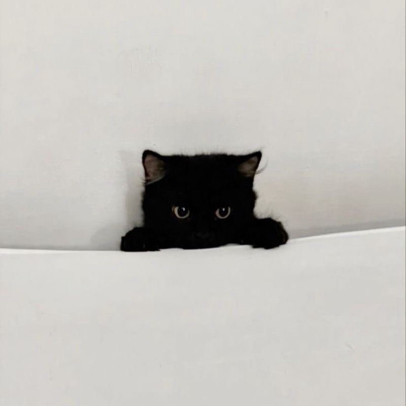 あかね