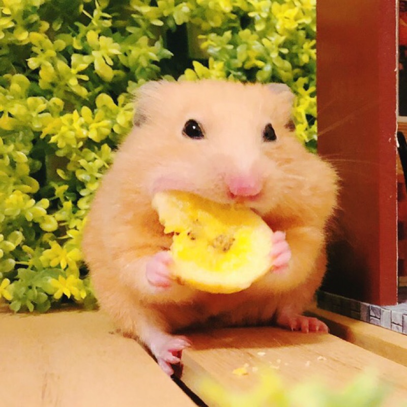 山元まみ