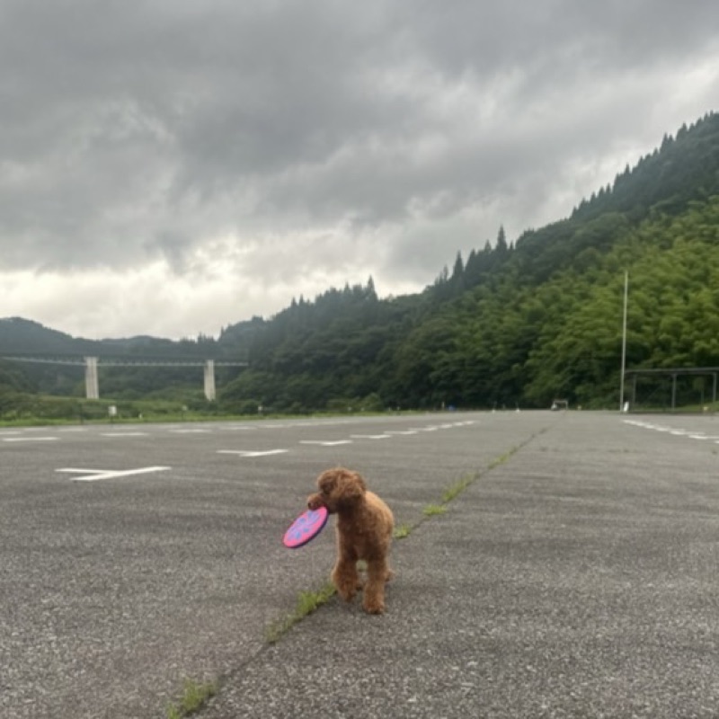 ぽん