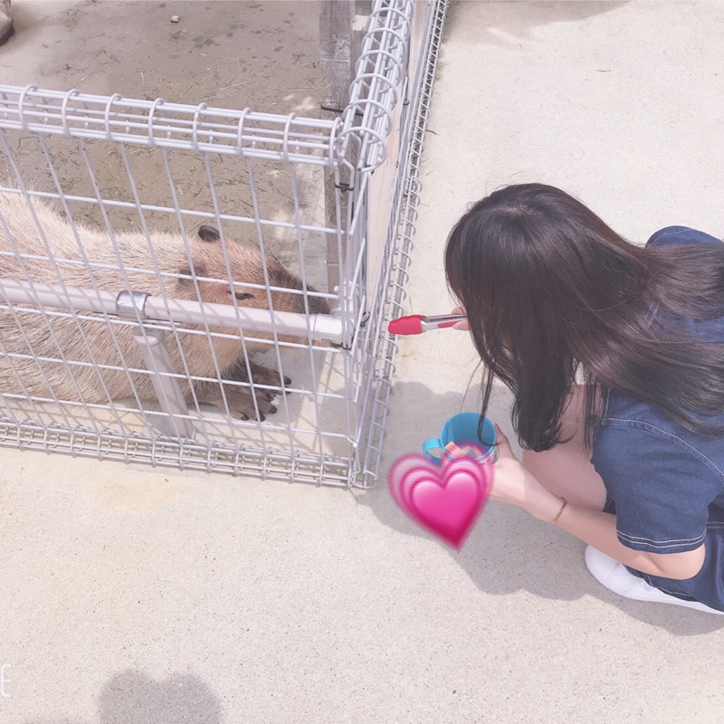ひな
