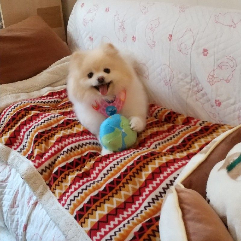 こまはる