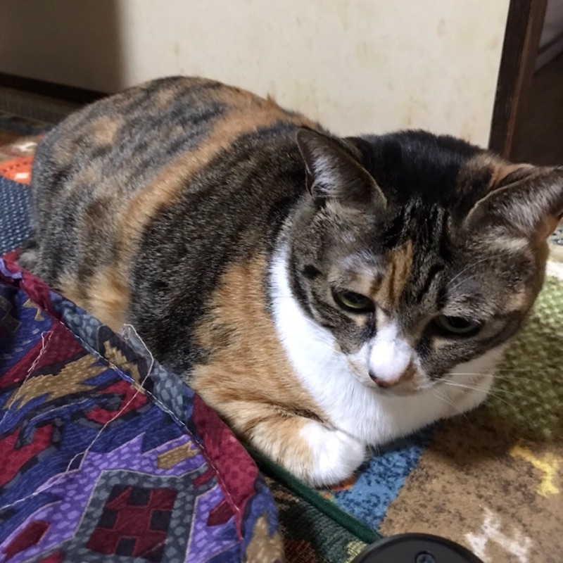 弓削ヒトミ