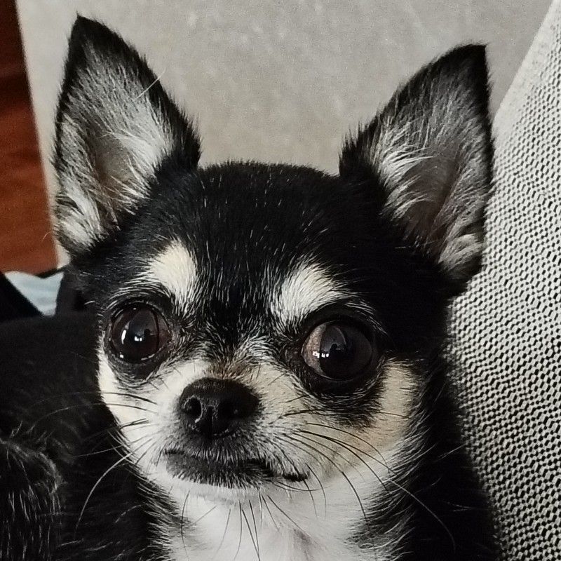 Mio