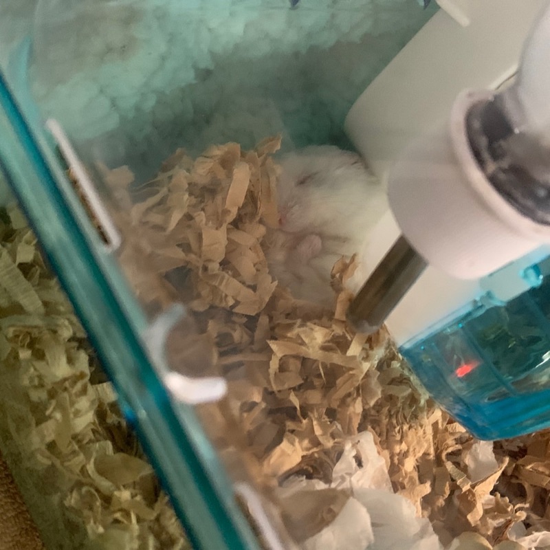 沼中光瑠
