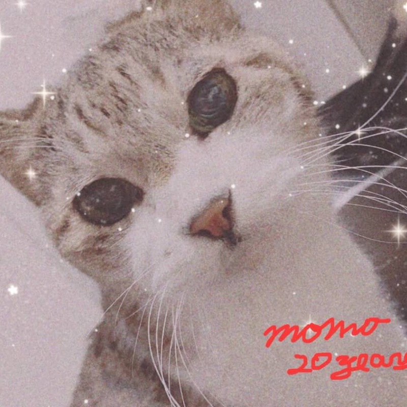 中野みどり