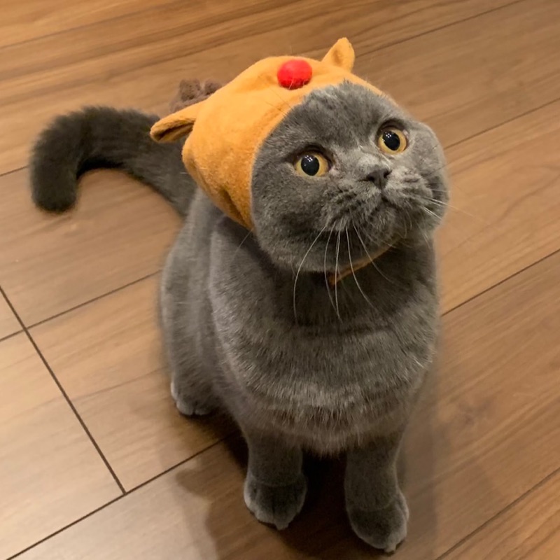 サクライ