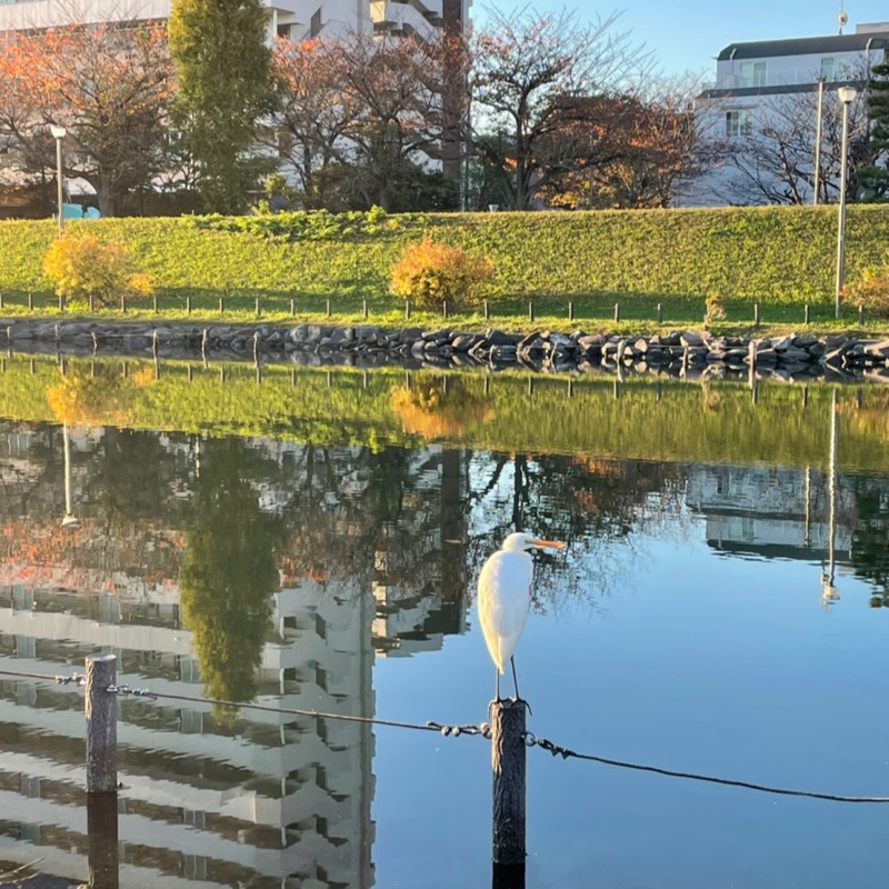 斉藤京子
