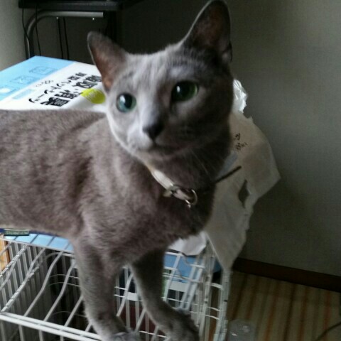 佐藤
