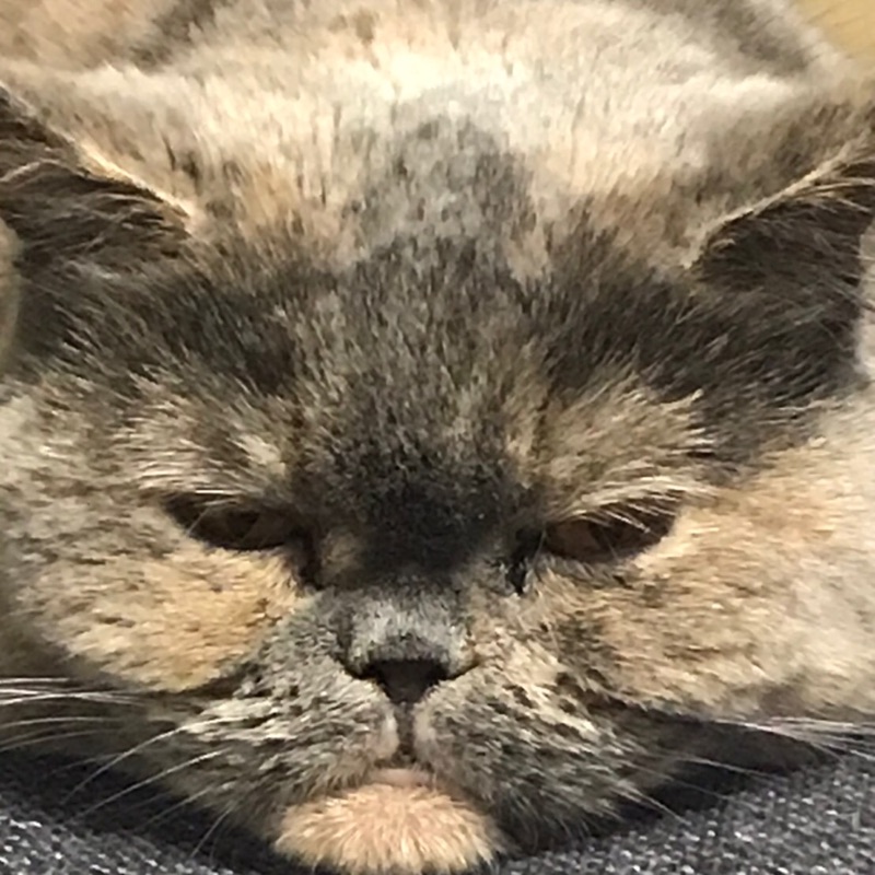 ふわ