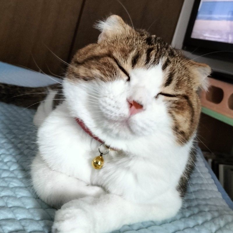 金村
