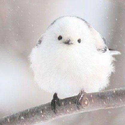 k.k