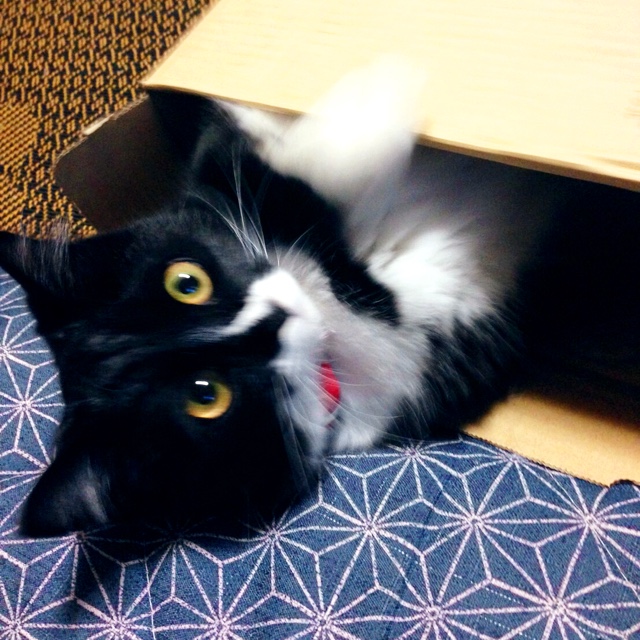 みかん