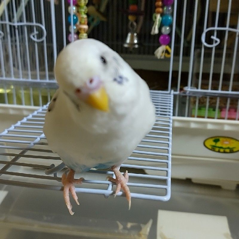 ハク