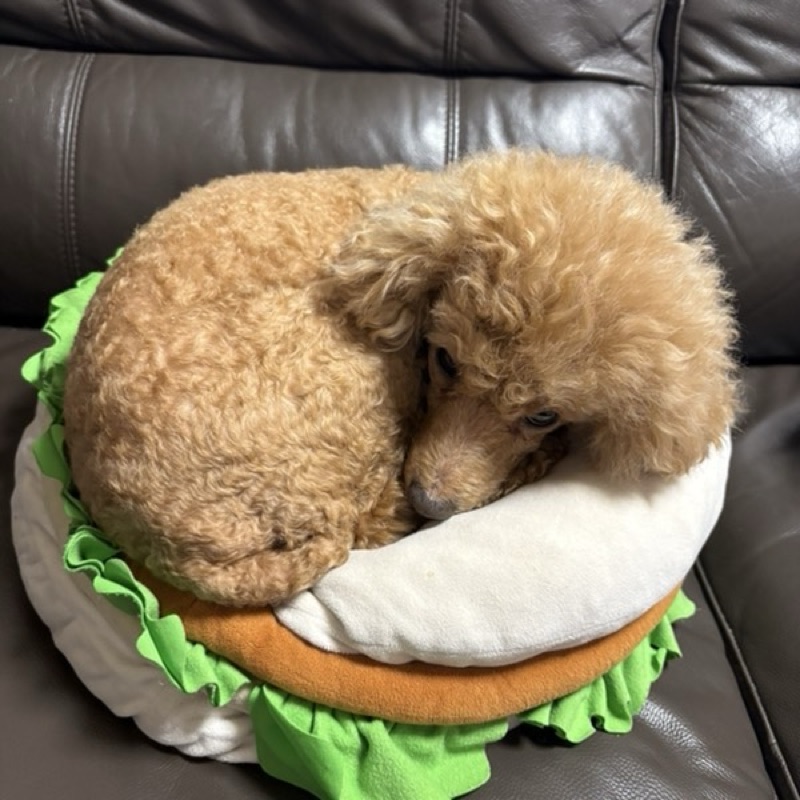 らいら