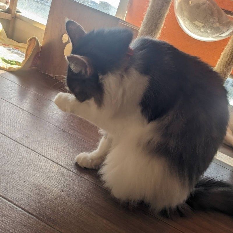新垣椿