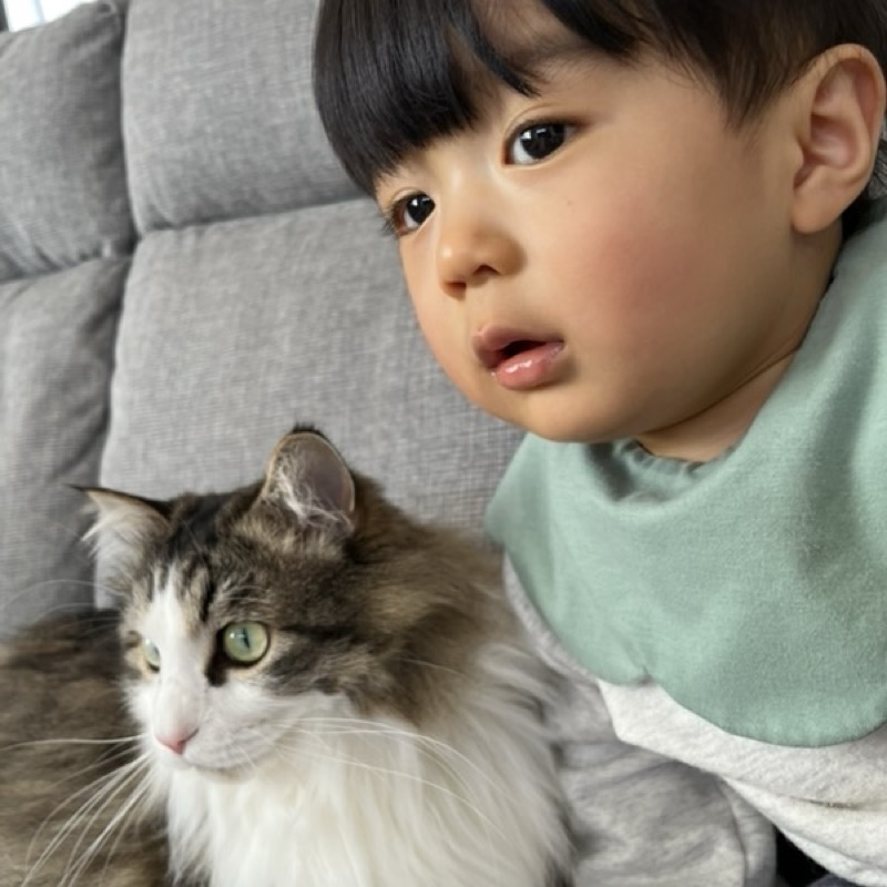 せり