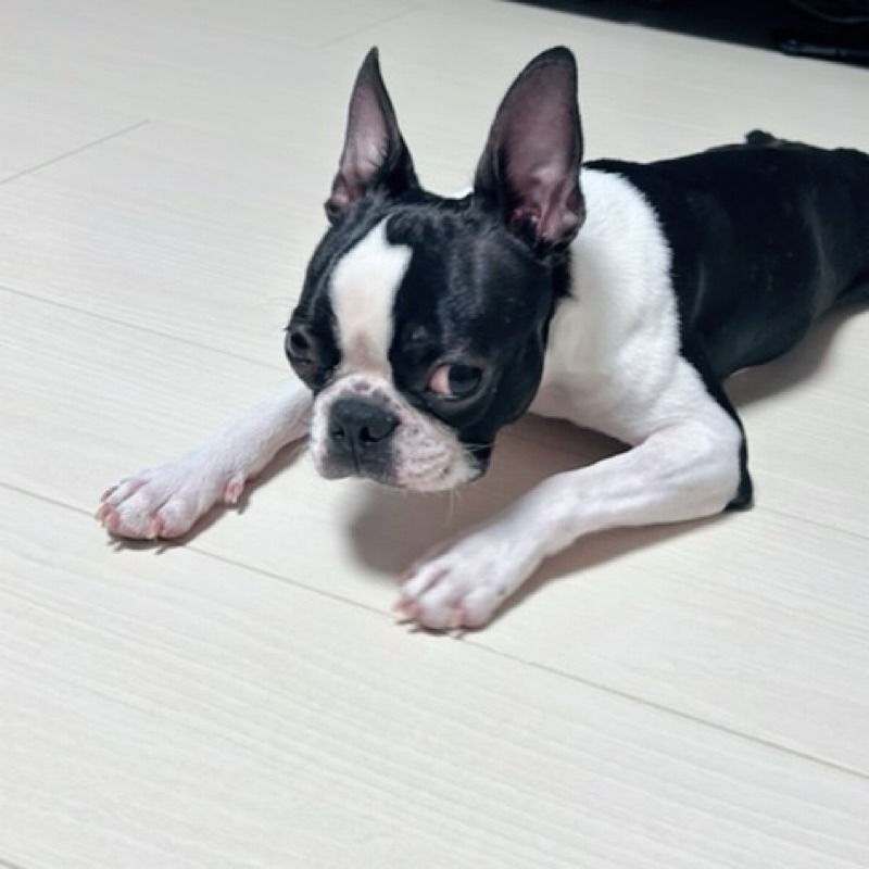 あぽろ