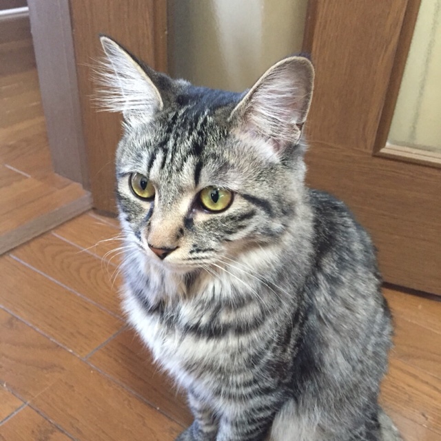 森田　美智子