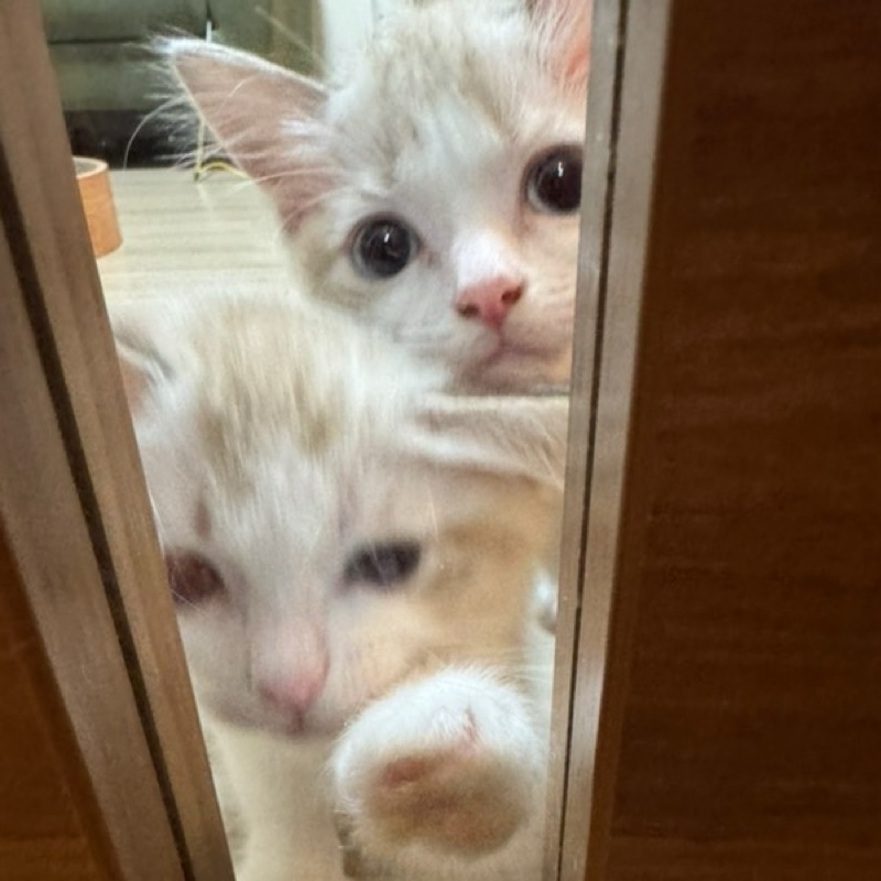 あお