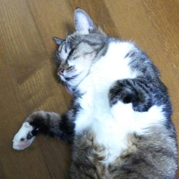 森山明