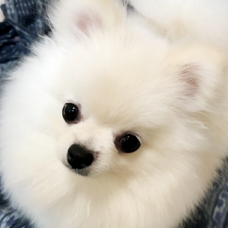 ヨシエ