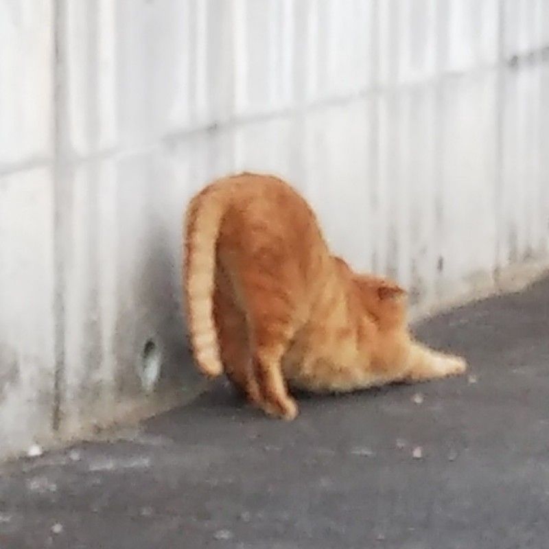 aki
