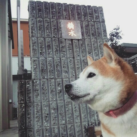 橋本美春