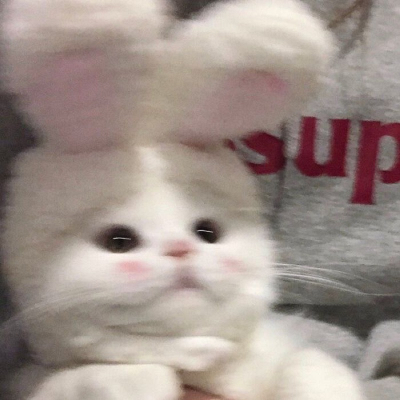 吉田朱凜
