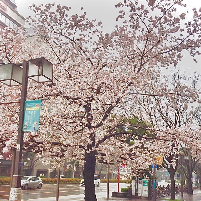 伊野波
