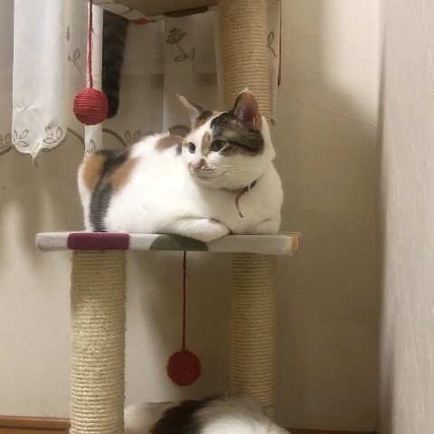 山田みゆき