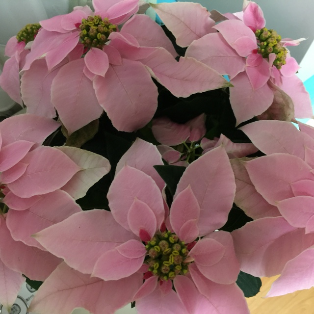 清水　菊子