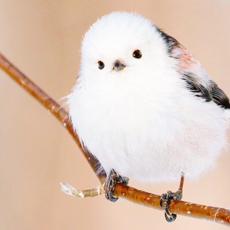 ゆか