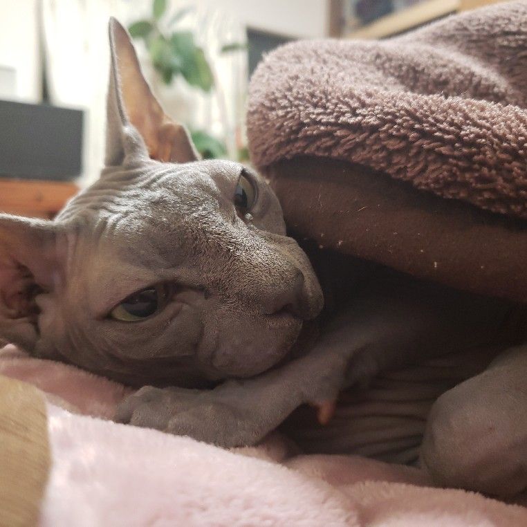 福島章子