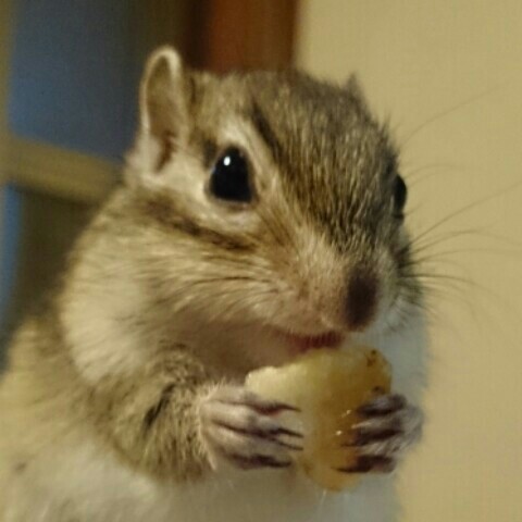 さり
