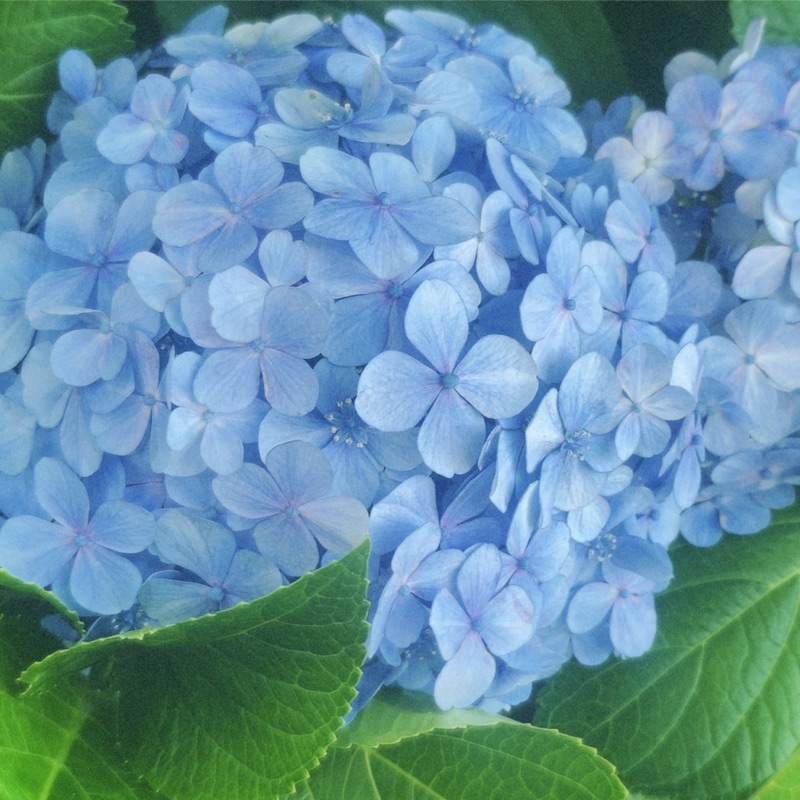 ちはる