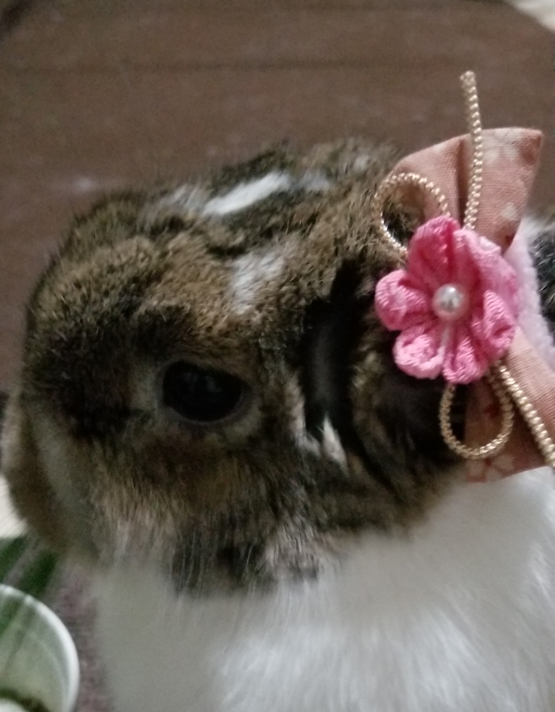 ぴょんちゃん