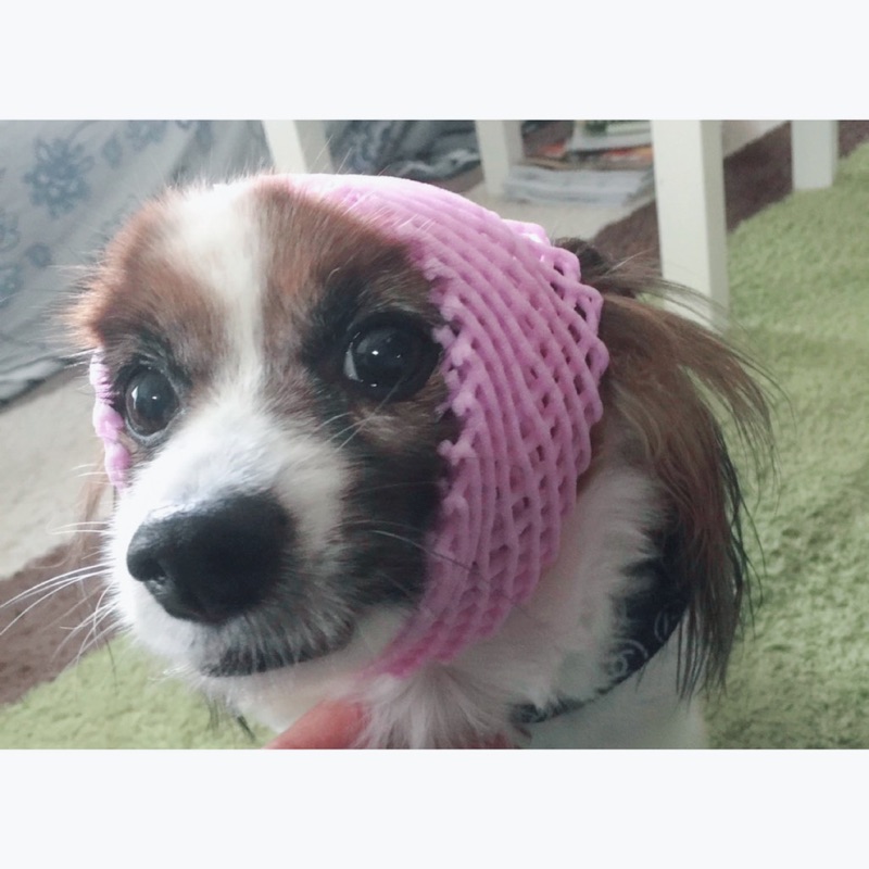 ひらの