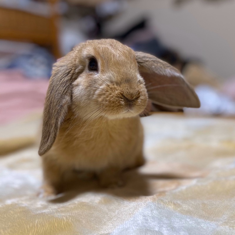 鬼木